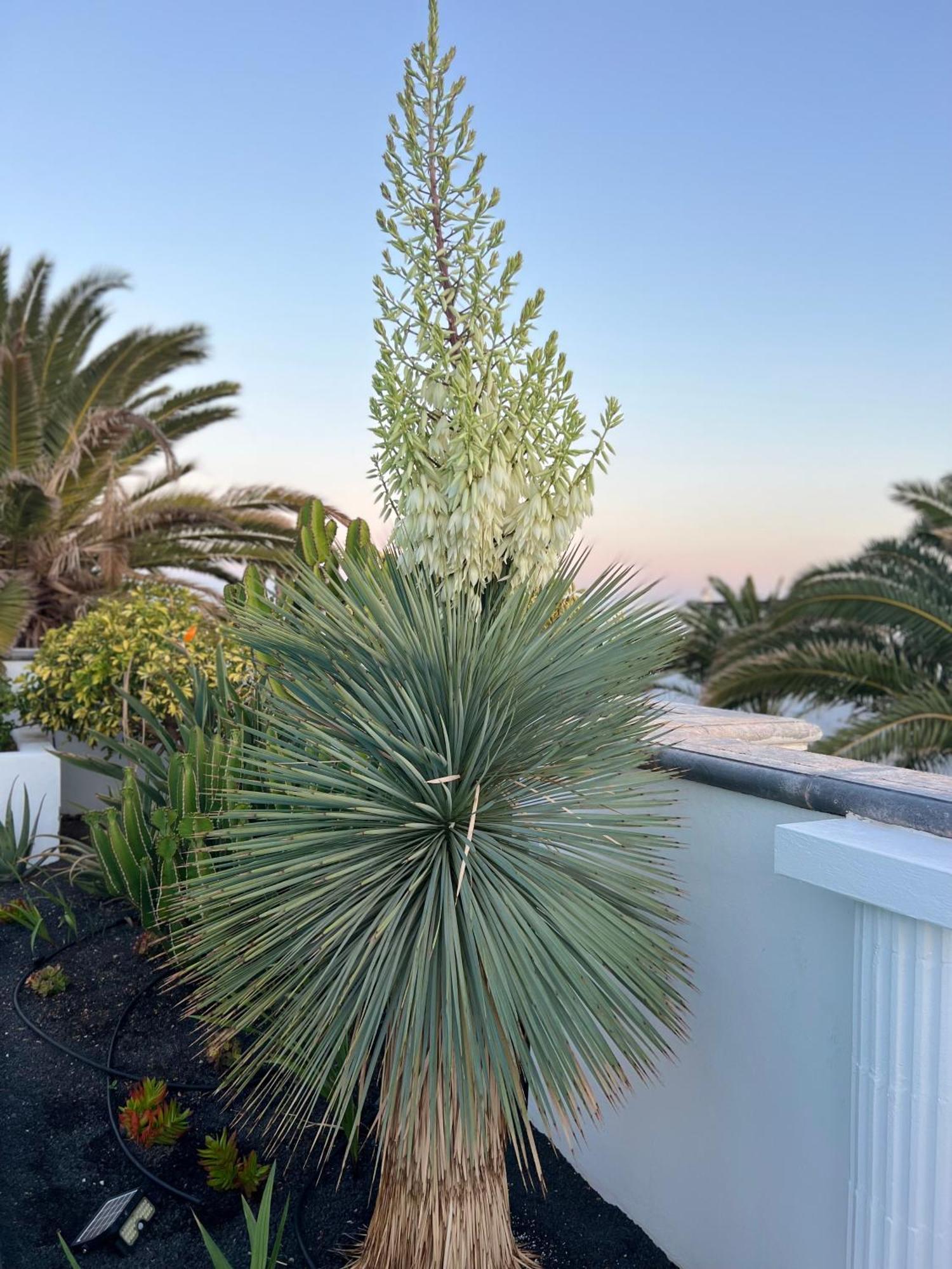 Oasis De Lujo - Luxury Boutique Villa Costa Teguise Exterior foto